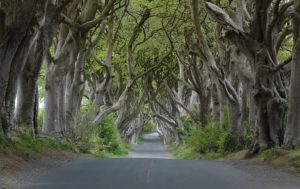 Dark Hedges Game of Thrones Northern Ireland