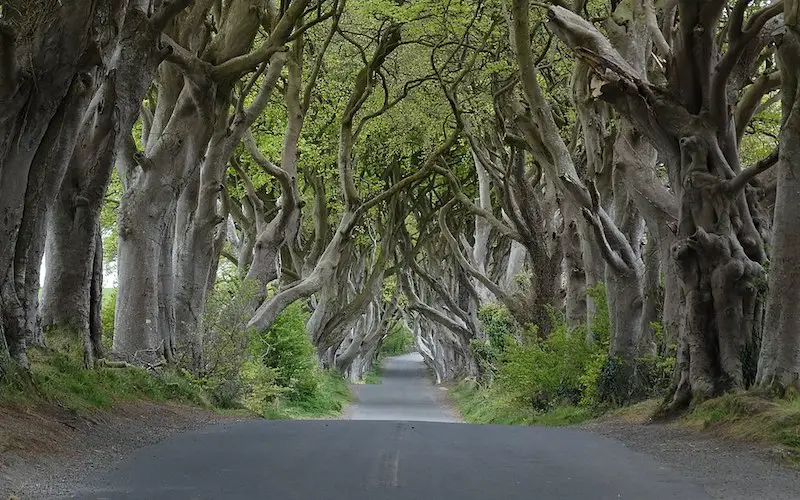 Dark Hedges Northern Ireland