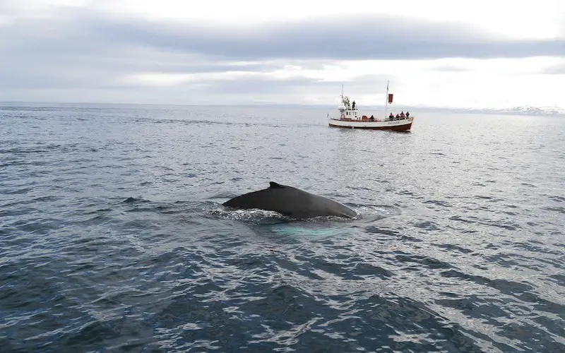 Whale watching in Iceland